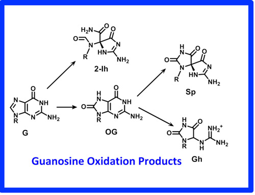 Guanosine Oxidation Products
