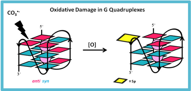 Oxidative Damage in G Quadruplexes