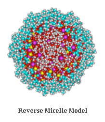 Reverse Micelle Model