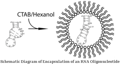 Schematic Diagram of Encapsulation of an RNA Oligonucleotide