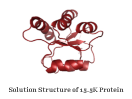 Solution Structure of 15.5K Protein