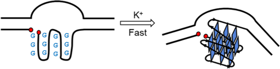 A. M. Fleming, B. L. Guerra Castañaza Jenkins, B. A. Buck and C. J. Burrows, “DNA damage accelerates G-quadruplex folding in a duplex-G-quadruplex-duplex context,” J. Am. Chem. Soc. 2024, 146, 11364–11370.  