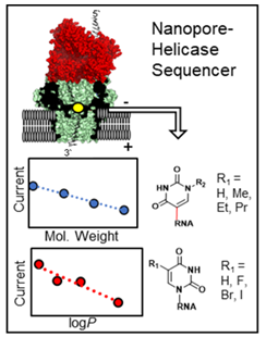 A. M. Fleming, J. C. Dingman, Y. Wu, S. S. Hoon, and C. J. Burrows, “Nanopore Direct RNA Sequencing for Modified Uridine Nucleotides Yields Signals Dependent on the Physical Properties of the Modified Base,” Israel J. Chem. 2024, 64, online.  