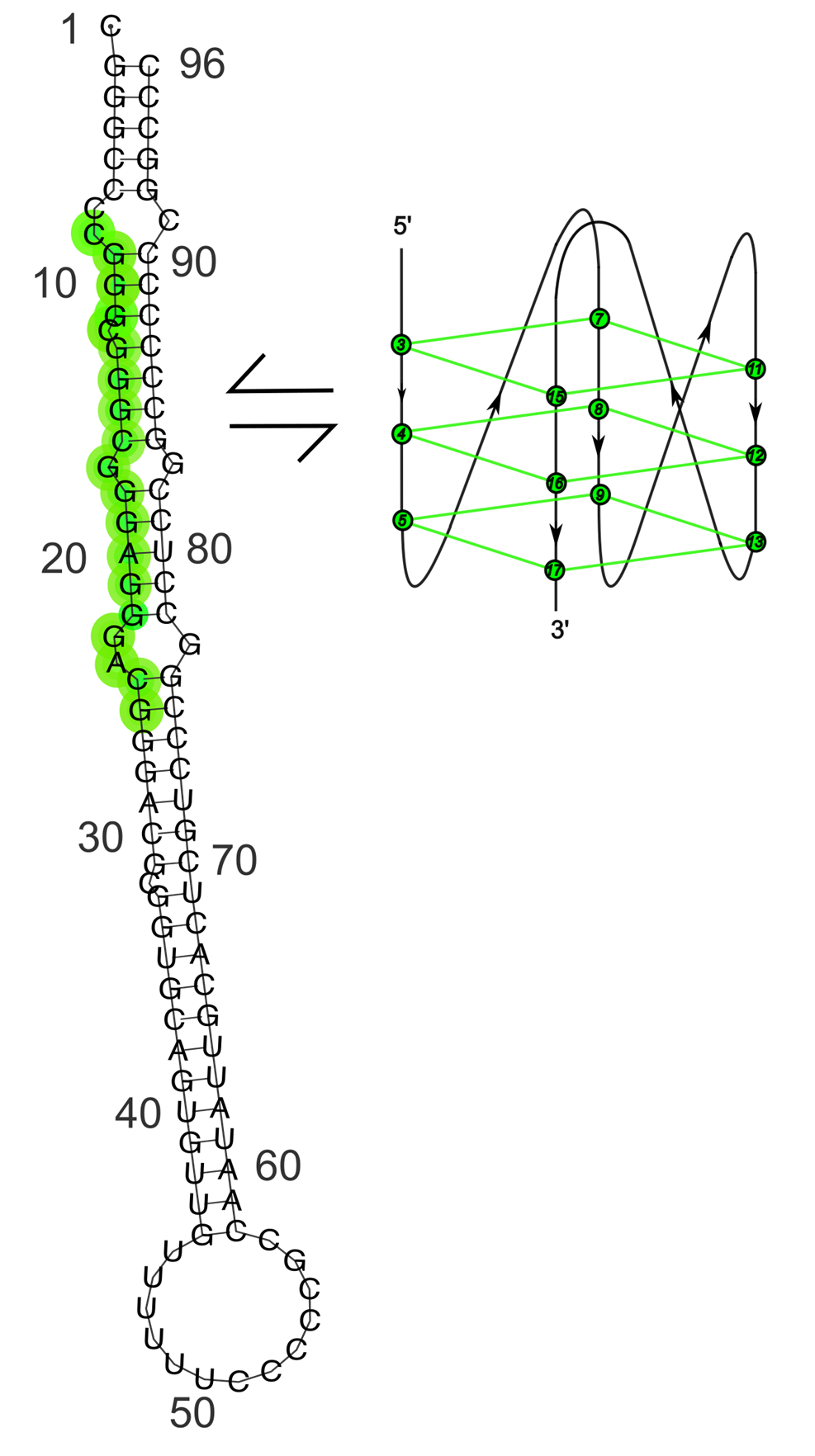 A. Bellina, M. C. Malfatti, A. M. Fleming, G. Antoniali, N. Gualandi, D. Marasco, E. Dassi, C. J. Burrows, and G. Tell, “Apurinic/Apyrimidinic Endoribonuclease APE1 binds and regulates the expression of G-quadruplex-containing miRNAs with clinical significance,” bioRxiv, 