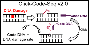 “Sequencing for oxidative DNA damage at single-nucleotide resolution with click-code-seq v2.0